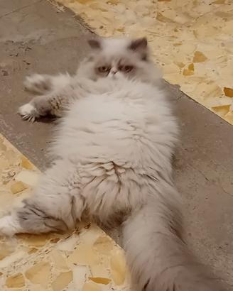 gatto persiano