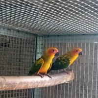 Coppia conuri del sole