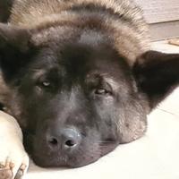 Akia americano maschio di 4 anni