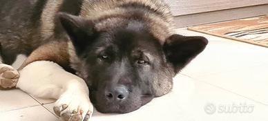 Akia americano maschio di 4 anni