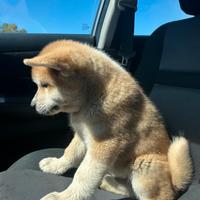 Cuccioli Akita Inu