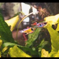 Guppy endler pesci acquario