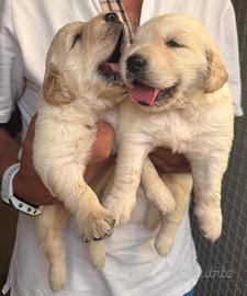 Golden Retriever cuccioli