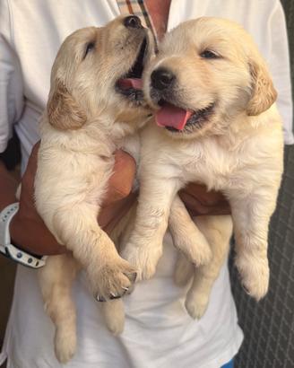 Golden Retriever cuccioli