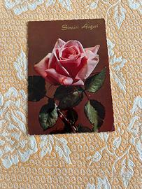 Cartolina auguri con Rosa