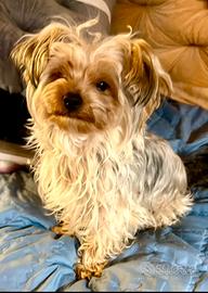 Morkie (maltese/yorkie) maschio di 1 anno