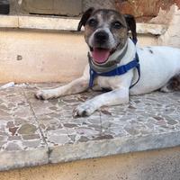 Jack Russel Terrier con pedigree