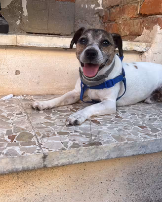 Jack Russel Terrier con pedigree