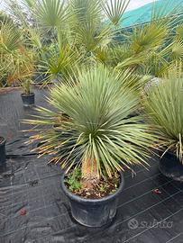Yucca rostrata