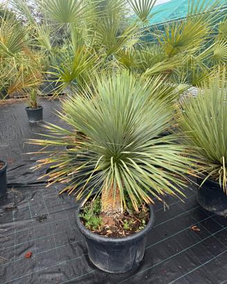 Yucca rostrata