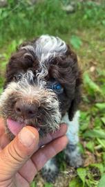 Lagotto Romagnolo