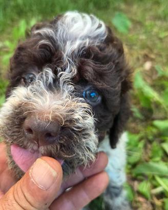 Lagotto Romagnolo