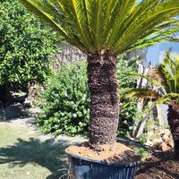 cycas