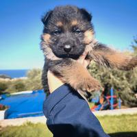 Cuccioli pastore tedesco