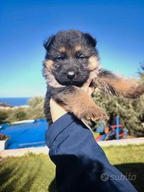 Cuccioli pastore tedesco