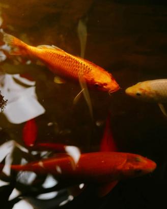 Pesci Rossi da Laghetto