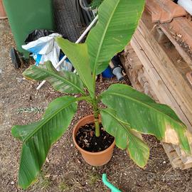 pianta di banano