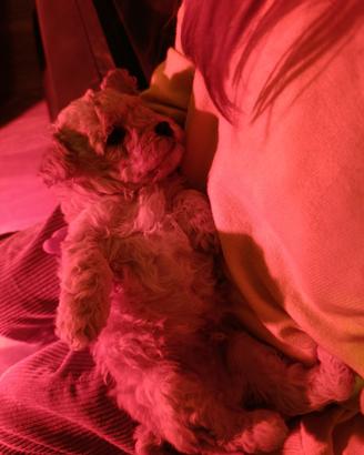 Splendidi cuccioli