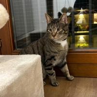 Mike gattino 11 mesi