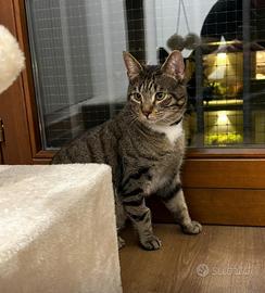 Mike gattino 11 mesi