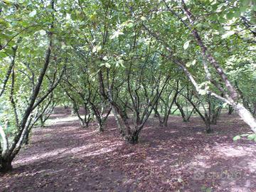 Terreno Agricolo - Ronciglione