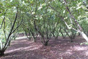 Terreno Agricolo - Ronciglione