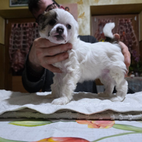 Chinese crested dog cuccioli
