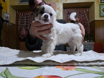 Chinese crested dog cuccioli