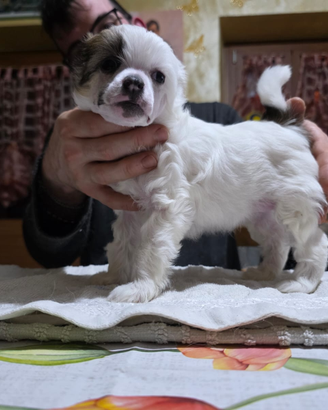 Chinese crested dog cuccioli
