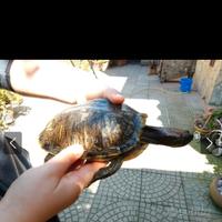 Tartarughe acquatiche