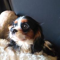 Cavalier king charles spaniel maschio con pedigree