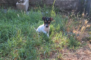 Cucciola Jack russell terrier