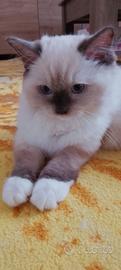Cuccioli RAGDOLL
