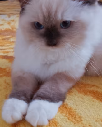 Cuccioli RAGDOLL