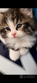 Cucciolo siberiano