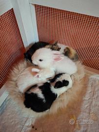 Coniglietto nano ermellino