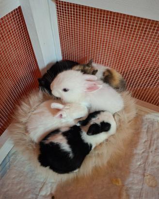 Coniglietto nano ermellino