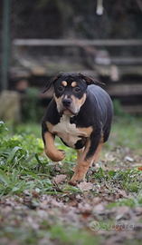 American bully XL