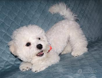 Cagniolini,cuccioli Bichon a poil frisè