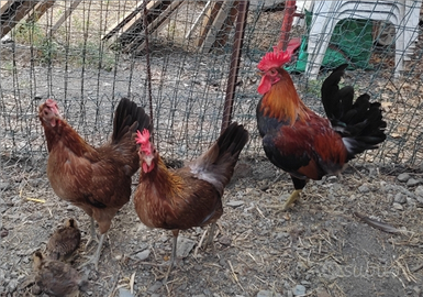 Tris galline siciliane + gallo