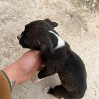 Cucciolo Pit