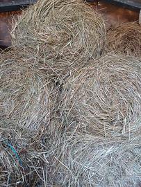 fieno