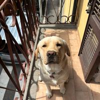 Labrador maschio miele per monta