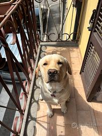 Labrador maschio miele per monta