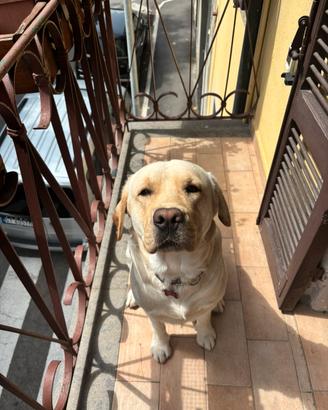 Labrador maschio miele per monta