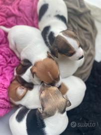 Jack russell