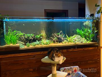 Vasca aquario