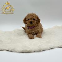 Esclusiva Barboncina Toy Red