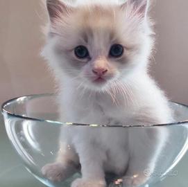 ANFI cucciolo di Ragodoll con pedigree (Breeder)