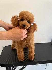 Barboncina mini toy femmina con pedigree enci